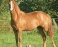 broodmare Cavaluna (German Riding Pony, 2007, from FS Don't Worry Junior)