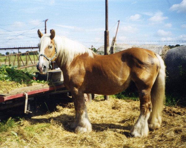 stallion Balduin (Schleswig Heavy Draft, 1984, from Upsala)
