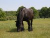 broodmare Balwina (Rhenish-German Cold-Blood, 1994, from Balduin)