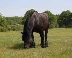 broodmare Balwina (Rhenish-German Cold-Blood, 1994, from Balduin)