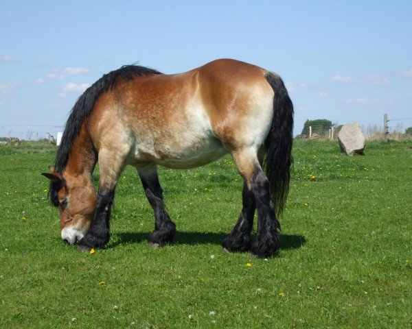 broodmare Edelblume (Rhenish-German Cold-Blood, 1991, from Eberhard II 1865)