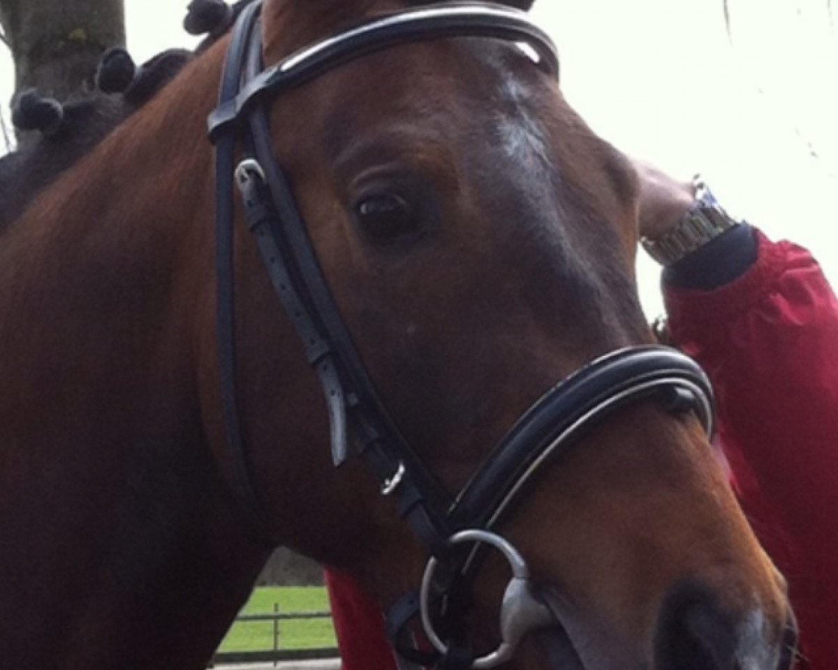 Deckhengst Sid vun der boukelsdellt (Luxemburgisches Reitpferd, 2010, von Sandopan)