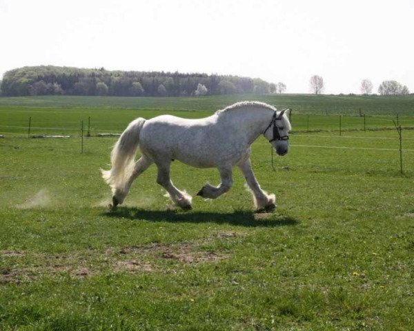 Pferd Bosporus (Rheinisch-Deutsches Kaltblut, 2002, von Balduin)
