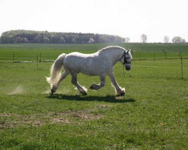 horse Bosporus (Rhenish-German Cold-Blood, 2002, from Balduin)