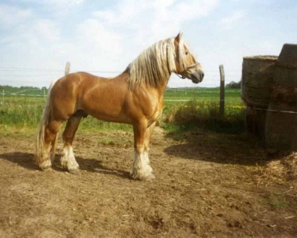 Deckhengst Balaton (Rheinisch-Deutsches Kaltblut, 1994, von Balduin)