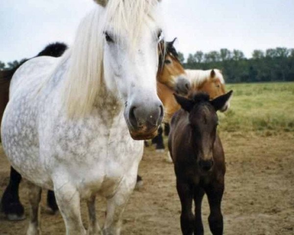 broodmare Silke (Rhenish-German Cold-Blood, 1991, from Silvio 1507)