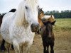 broodmare Silke (Rhenish-German Cold-Blood, 1991, from Silvio 1507)