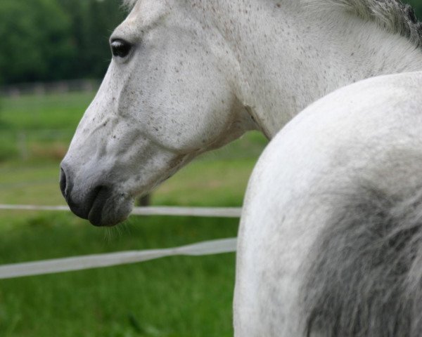 Pferd Sheila (Deutsches Reitpferd, 1998, von Gharib ben Lancer ox)