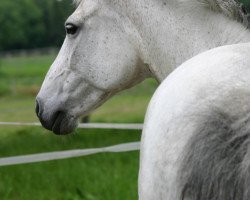 horse Sheila (German Warmblood, 1998, from Gharib ben Lancer ox)