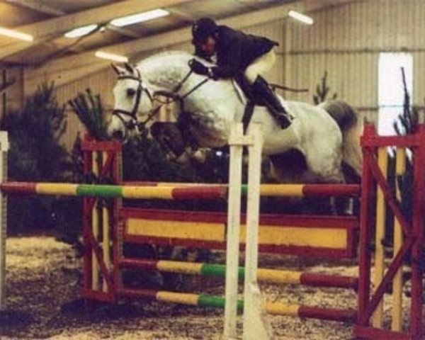 stallion Arturo (Holsteiner, 1989, from Athlet Z)