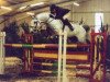 stallion Arturo (Holsteiner, 1989, from Athlet Z)