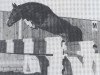 stallion Corso (Holsteiner, 1981, from Calypso II)