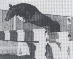 stallion Corso (Holsteiner, 1981, from Calypso II)