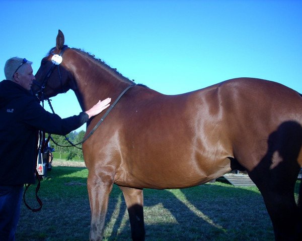 dressage horse Lancester (German Sport Horse, 2005, from Lanciano)