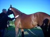 dressage horse Lancester (German Sport Horse, 2005, from Lanciano)