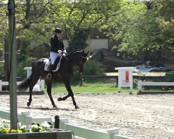 Reitturnier Meppen 2022