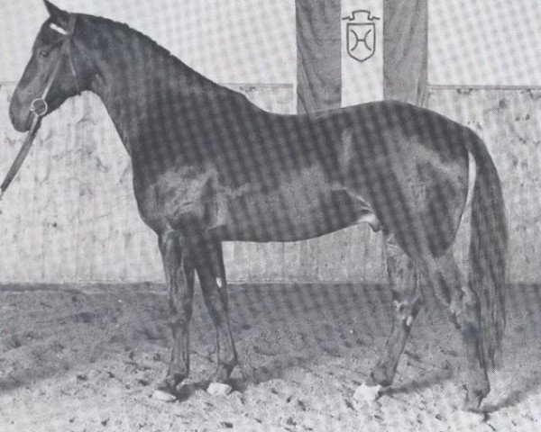 stallion Fontan (Holsteiner, 1968, from Farnese 3804)