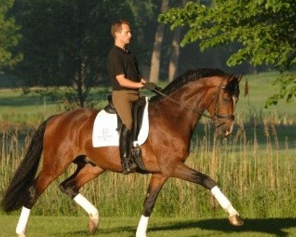 dressage horse De Chirico (Holsteiner, 2004, from Dolany)