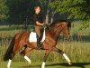 stallion de Chirico (Holsteiner, 2004, from Dolany)