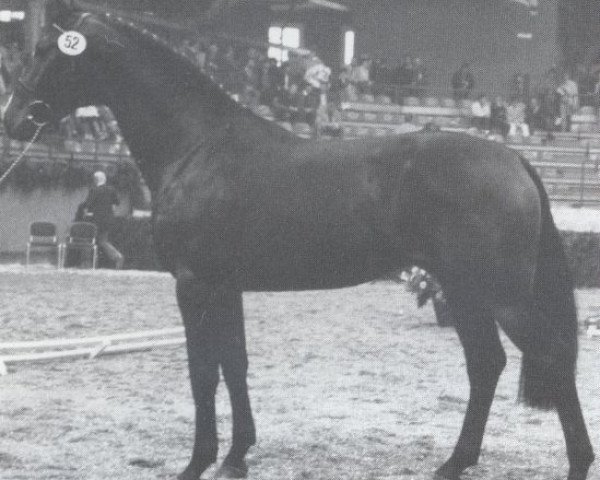 stallion Rosso (Holsteiner, 1985, from Rebel Z I)