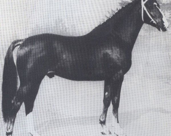 stallion Cadet (Holsteiner, 1961, from Anblick xx)