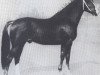stallion Cadet (Holsteiner, 1961, from Anblick xx)