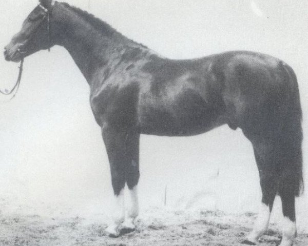 stallion Sandro (Holsteiner, 1983, from Silvester)