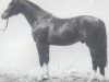 stallion Sandro (Holsteiner, 1983, from Silvester)