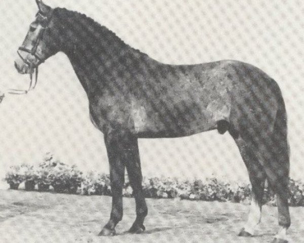 stallion Caprivi (Holsteiner, 1979, from Capitano)