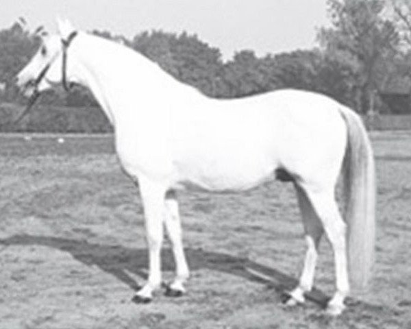 stallion Czardas ShA (Shagya Arabian, 1967, from Gazal VII ShA)