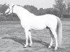 stallion Czardas ShA (Shagya Arabian, 1967, from Gazal VII ShA)