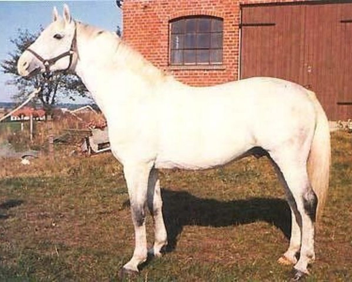 stallion Mowgli (Holsteiner, 1970, from Marlon xx)