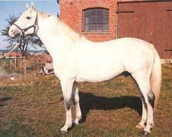 stallion Mowgli (Holsteiner, 1970, from Marlon xx)