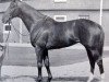 stallion Mandamus xx (Thoroughbred, 1960, from Petition xx)