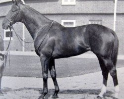 stallion Mandamus xx (Thoroughbred, 1960, from Petition xx)