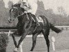 horse Nagaika xx (Thoroughbred, 1967, from Chief xx)