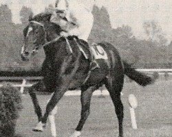 broodmare Nagaika xx (Thoroughbred, 1967, from Chief xx)