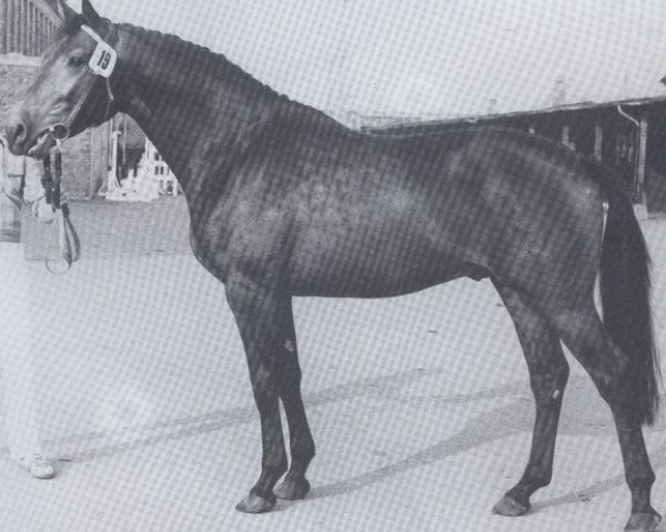 stallion Malteser (Holsteiner, 1971, from Marlon xx)