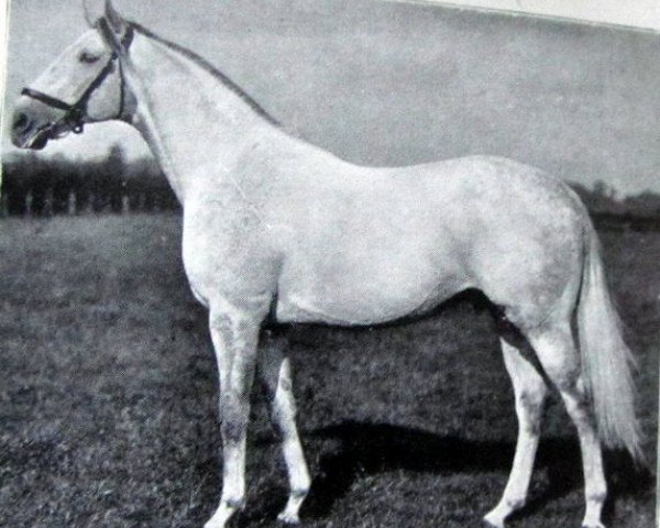 Pferd Baytown xx (Englisches Vollblut, 1925, von Achtoi xx)