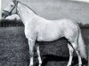 Pferd Baytown xx (Englisches Vollblut, 1925, von Achtoi xx)
