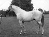 stallion Grey Sovereign xx (Thoroughbred, 1948, from Nasrullah xx)