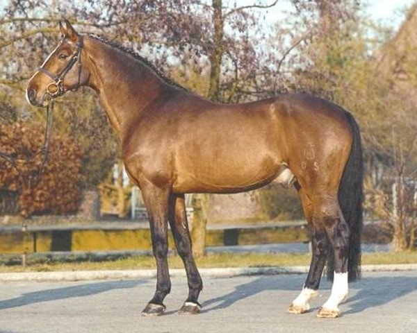 stallion Calando V (Holsteiner, 1988, from Cor de la Bryère)