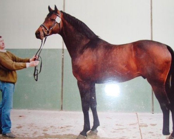 stallion Carreno (Holsteiner, 1996, from Contender)