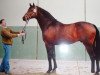stallion Carreno (Holsteiner, 1996, from Contender)
