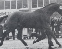 stallion Little Lion xx (Thoroughbred, 1963, from Masetto xx)