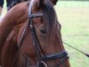 dressage horse Baileys 82 (KWPN (Royal Dutch Sporthorse), 2006, from Lingh)