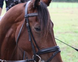 dressage horse Baileys 82 (KWPN (Royal Dutch Sporthorse), 2006, from Lingh)