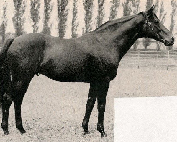 stallion Orator xx (Thoroughbred, 1938, from Athanasius xx)