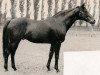 horse Orator xx (Thoroughbred, 1938, from Athanasius xx)