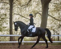 dressage horse Herzbub Hotte (Oldenburg, 2008, from Hotline)